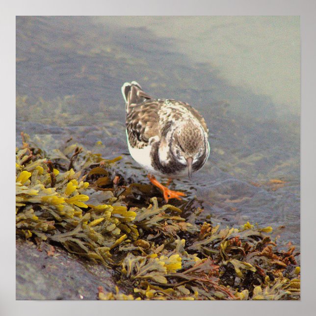 Póster de foto de pájaro en roca (Frente)