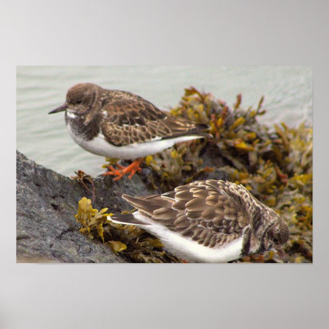 Póster de foto de pájaro en roca (Frente)