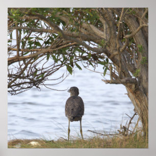 Póster de foto de pájaro esperando