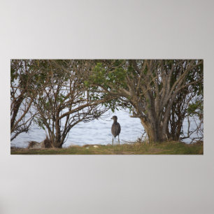 Póster de foto de pájaro esperando