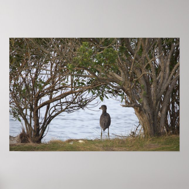 Póster de foto de pájaro esperando (Frente)