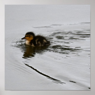 Póster de foto de patito