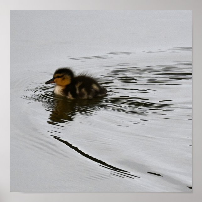 Póster de foto de patito (Frente)