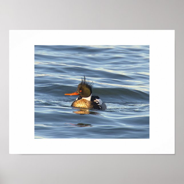 Póster de foto de pato  (Frente)