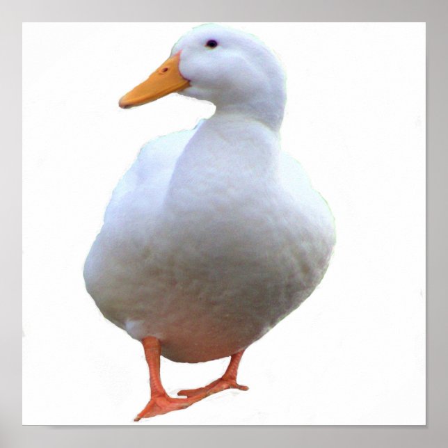 Póster de foto de pato (Frente)