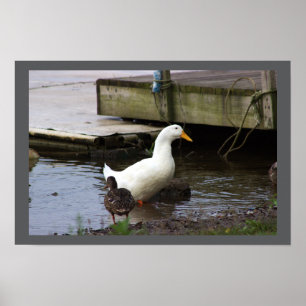 Póster de foto de pato blanco