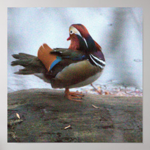 Póster de foto de pato mandarín