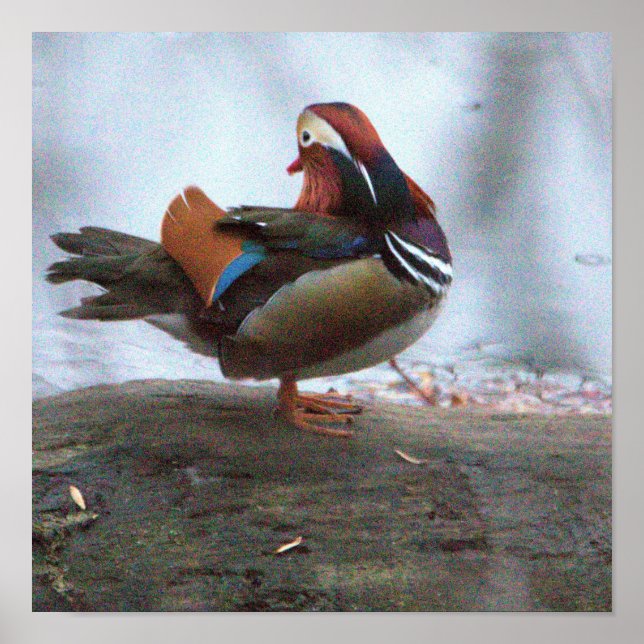 Póster de foto de pato mandarín (Frente)