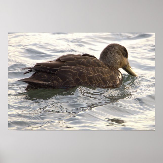 Póster de foto de pato negro (Frente)