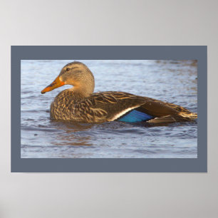 Póster de foto de pato real