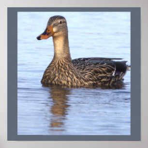 Póster de foto de pato real