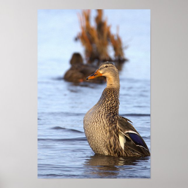 Póster de foto de pato real (Frente)