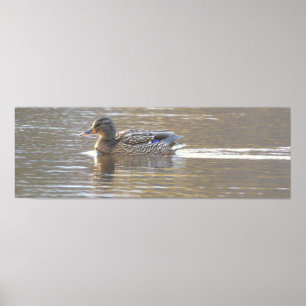 Póster de foto de pato real