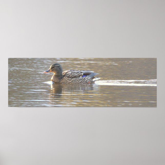 Póster de foto de pato real (Frente)