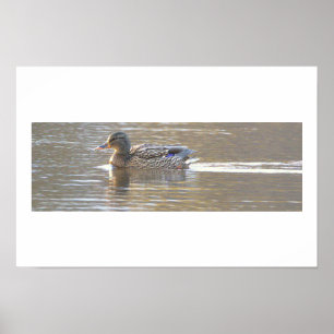 Póster de foto de pato real