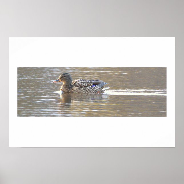 Póster de foto de pato real (Frente)