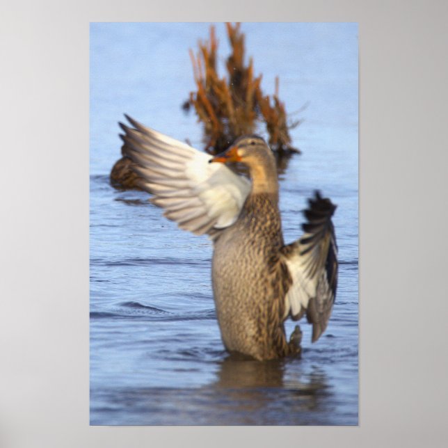 Póster de foto de pato real (Frente)