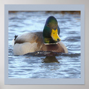 Póster de foto de pato real