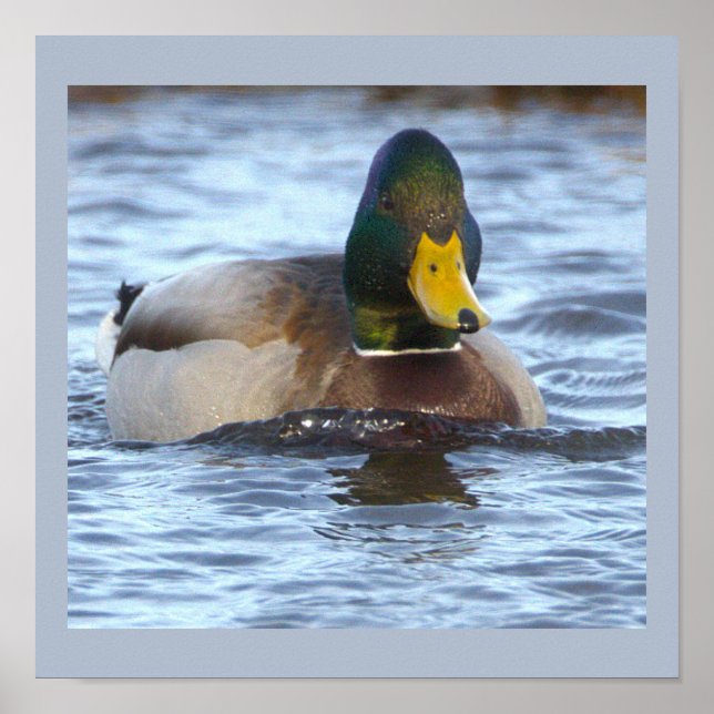 Póster de foto de pato real (Frente)
