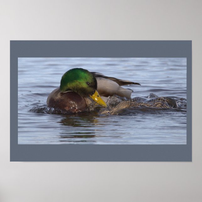 Póster de foto de pato real (Frente)