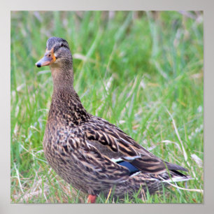 Póster de foto de pato real
