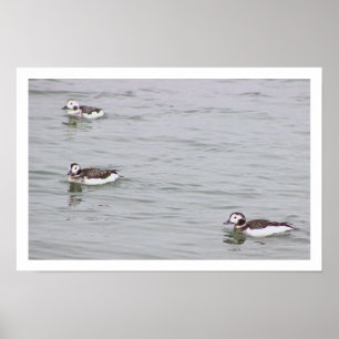 Póster de foto de patos