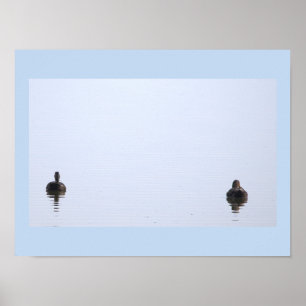 Póster de foto de patos