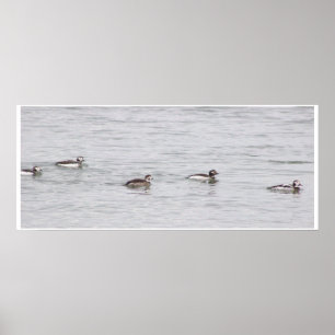 Póster de foto de patos