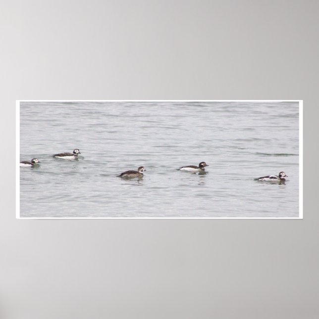 Póster de foto de patos (Frente)