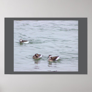 Póster de Foto de Patos