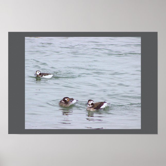 Póster de Foto de Patos (Frente)