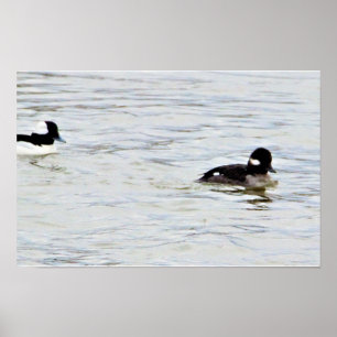 Póster de foto de patos Bufflehead