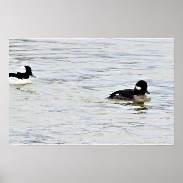 Póster de foto de patos Bufflehead (Frente)