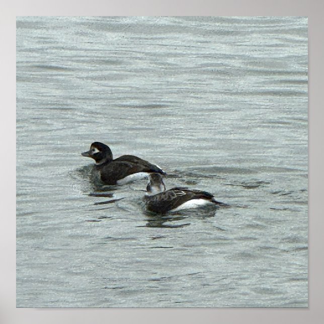 Póster de foto de patos en el agua (Frente)