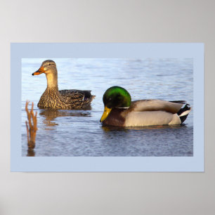 Póster de foto de patos reales