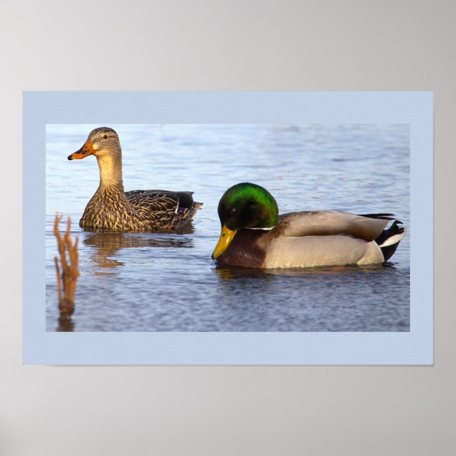 Póster de foto de patos reales (Frente)