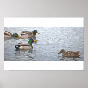 Póster de Foto de Patos Reales