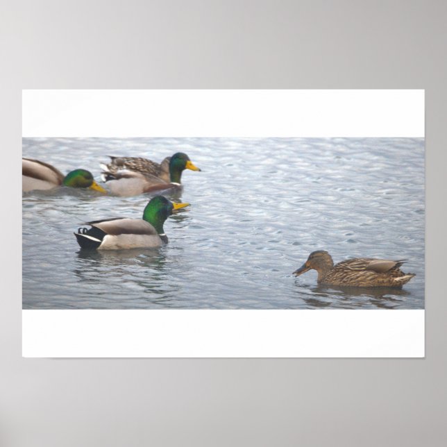 Póster de Foto de Patos Reales (Frente)