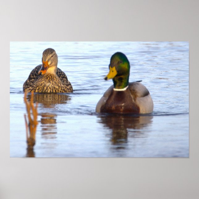 Póster de foto de patos reales (Frente)