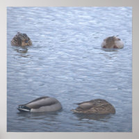 Póster de Foto de Patos Reales