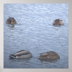 Póster de Foto de Patos Reales