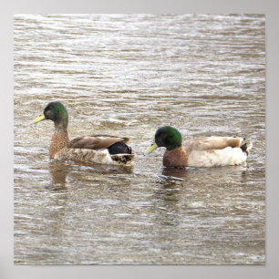 Póster de Foto de Patos Reales