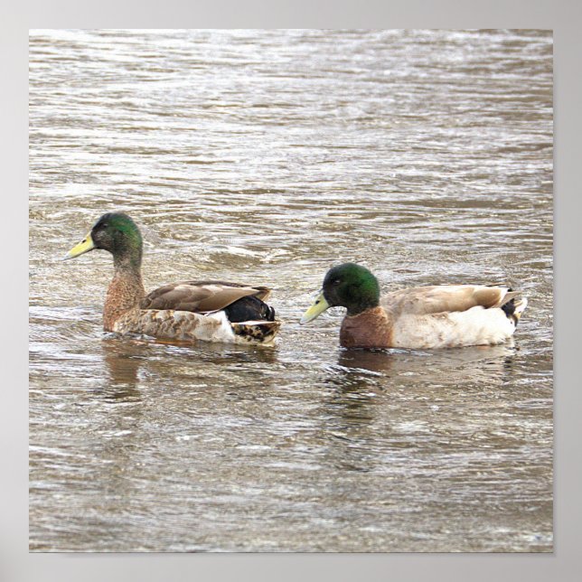 Póster de Foto de Patos Reales (Frente)