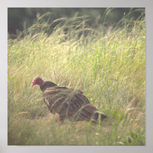 Póster de foto de pavo salvaje
