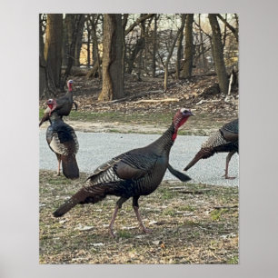 Póster de Foto de Pavos Salvajes