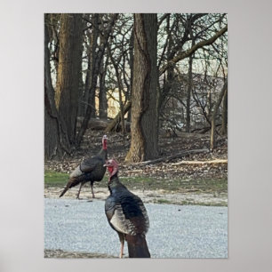 Póster de foto de pavos salvajes