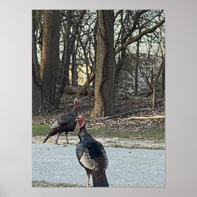 Póster de foto de pavos salvajes (Frente)