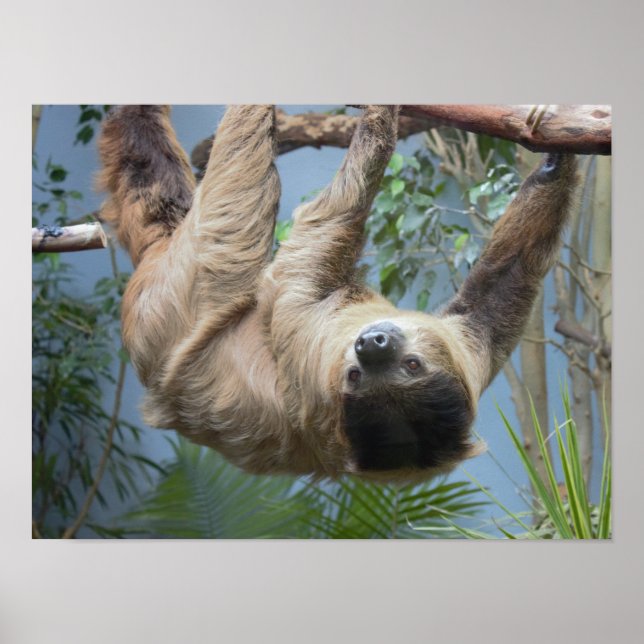 Póster de Foto de Perezoso (Frente)
