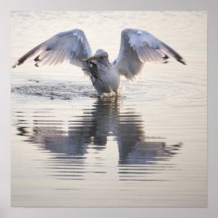 Póster de foto de pesca de cangrejo de gaviota