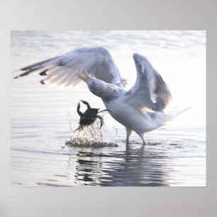 Póster de foto de pesca de cangrejo de gaviota